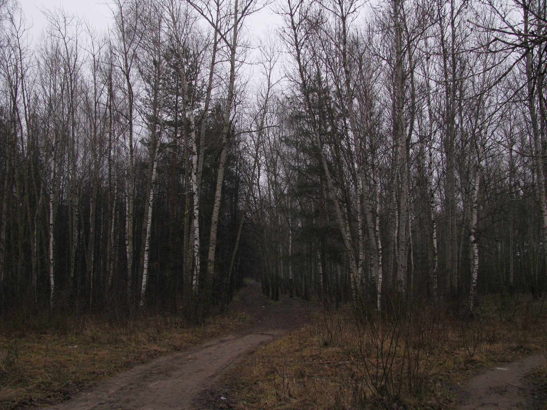 Autumn Forest Path