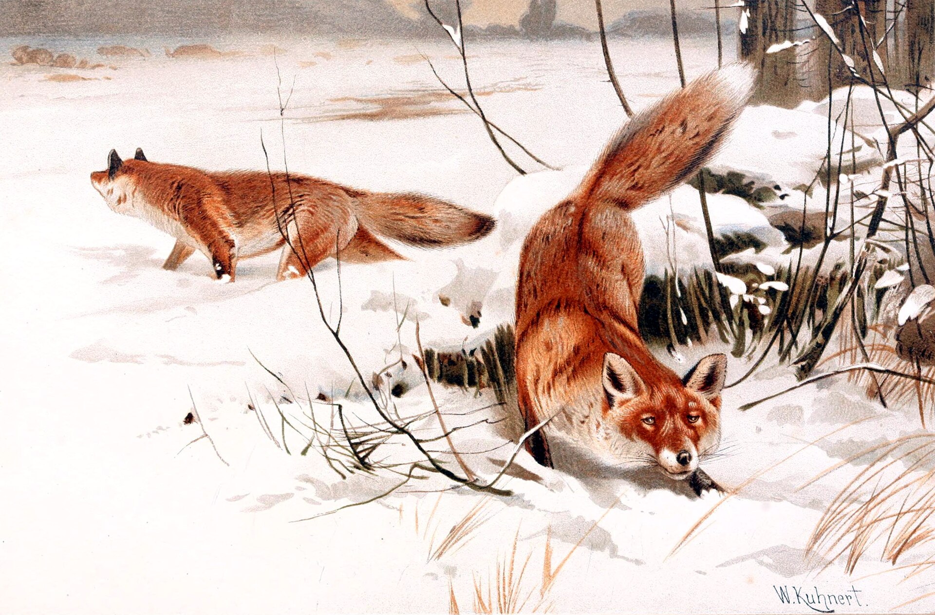 Red Fox in Snow